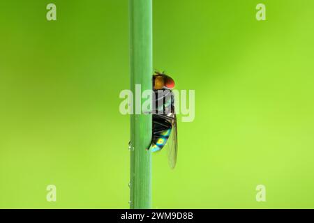 Grüne Fliegen Barsch auf grünen Zweigen Bokeh Hintergrund Stockfoto