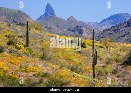 Weaver's Nadel eingerahmt von Saguaro-Kakteen und einem dicken Teppich aus Wildblumen. Super Bloom 2023. Stockfoto