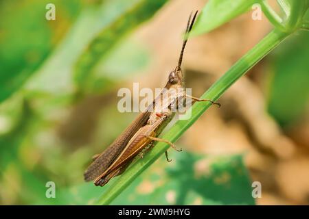 Grashüpfer auf Stiel isoliert auf verschwommenem Hintergrund, Grashüpfer Makrofotografie Stockfoto