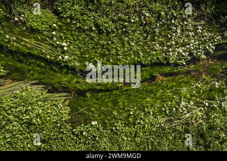 Ein kleiner Bach mit kristallklarem Wasser, komplett von Vegetation bedeckt. Stockfoto