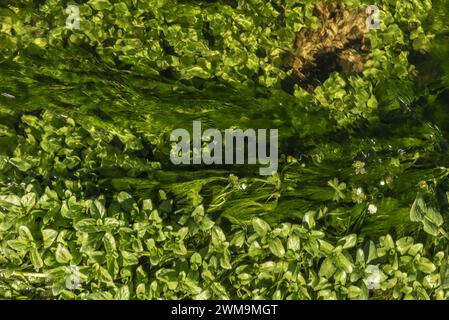 Bild über dem Kopf eines kleinen Baches kristallklares fließendes Wasser voller Vegetation Stockfoto