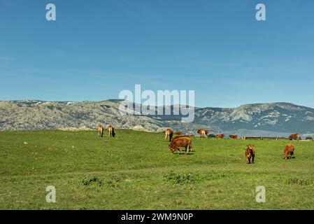 Ein grasbewachsenes Feld mit weidenden Kühen in Limousine und den Guadarrama-Bergen dahinter Stockfoto