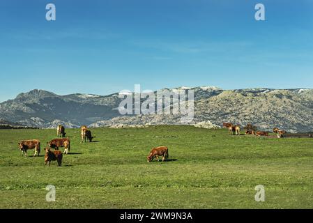 Eine Wiese voller Limousinen-Zuchtkühe mit einem Gießloch, ein paar Kühe posieren und eine Bergkette im Hintergrund Stockfoto