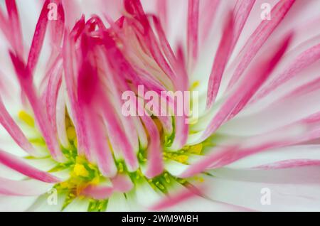 Abstrakter Hintergrund, flauschig und weich, Makroblume Stockfoto