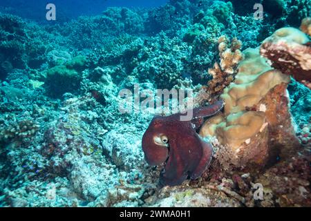 Ostpazifischer roter Tintenfisch, Octopus rubescens, Abfangen und Jagen auf tropischen Korallenriffen Stockfoto