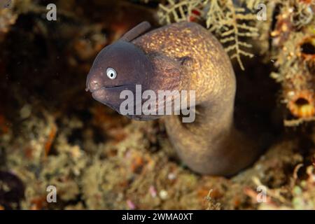 Der gefleckte Moray Ael, Rhinomuraena quaesita, sticht aus dem Loch im Sand eines tropischen Korallenriffs Stockfoto