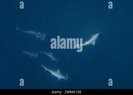 Schule von Hammerhai, Sphyrna Mokarran, Haie schwimmen im tiefen Blau Stockfoto