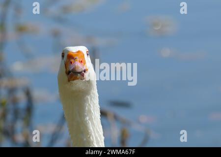 EMBDEN Goose (Anser anser) - domestizierte Graulachgans - Kopffoto-Kamera - komisch - Kopierraum. Stockfoto