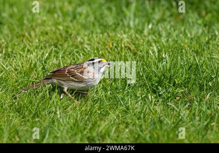 Zonotrichia albicollis (Zonotrichia albicollis) – isst einen Samen, der auf dem Boden unter einem Vogelfutter im Hinterhof gefunden wurde – Pazifik Nordwesten, Kanada Stockfoto