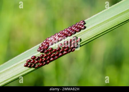 Blattfussinsekteneier (Familie Coreidae) an den Blättern. Makroaufnahmen Stockfoto
