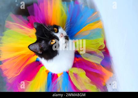 Niedliche Katze mit hellbraunen Augen, die auf buntem Netzgewebe sitzt und aufblickt Stockfoto
