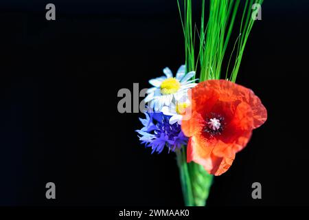 Rote Mohnblume (Papaver rhoeas), grüne Gersten (Hordeum vulgare), Kornblume (Centaurea cyanus), Feldblumen, Wildblumen, Detail, Strauß von Stockfoto