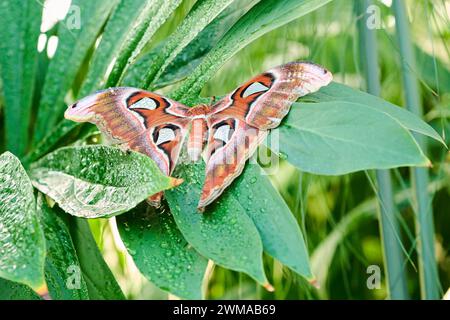 Atlasmotte (Attacus atlas) Schmetterling sitzt auf einem Blatt, Deutschland Stockfoto