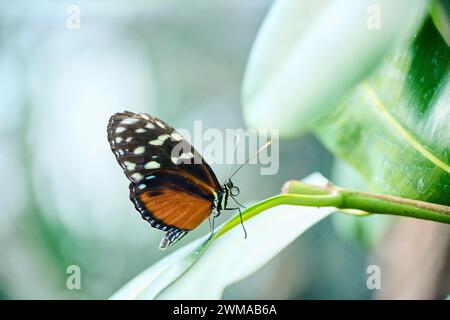 Tiger-Langflügelfalter (Heliconius hekale) auf einem Blatt sitzend, Deutschland Stockfoto