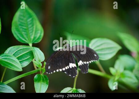 Mormon (Papilio polytes) auf einem Blatt, Deutschland Stockfoto