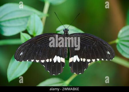 Mormon (Papilio polytes) auf einem Blatt, Deutschland Stockfoto