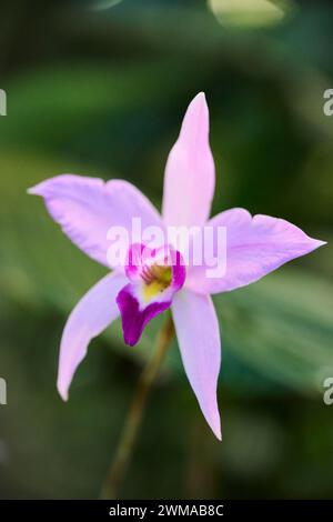 Bambusorchidee (Arundina graminifolia) wächst in einem Gewächshaus, Bayern, Deutschland Stockfoto