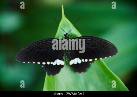 Mormon (Papilio polytes) auf einem Blatt, Deutschland Stockfoto