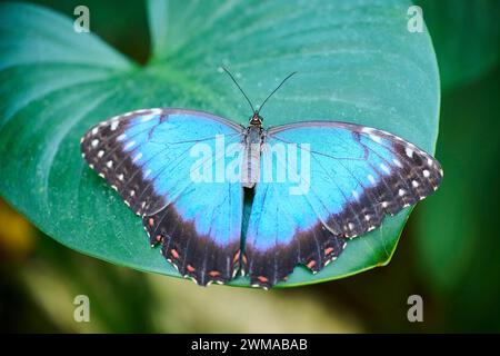 Peleides blauer Morpho-Schmetterling (Morpho peleides) auf einem Blatt sitzend, Deutschland Stockfoto