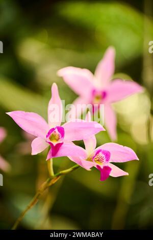 Bambusorchidee (Arundina graminifolia) wächst in einem Gewächshaus, Bayern, Deutschland Stockfoto