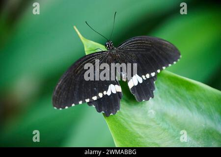 Mormon (Papilio polytes) auf einem Blatt, Deutschland Stockfoto