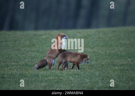 Fuchs (Vulpes vulpes) Paarungszeit, sogenannte Ranzzeit, männlich auf schneefreier Wiese, Allgäu, Bayern, Deutschland Stockfoto