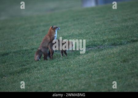 Fuchs (Vulpes vulpes) Paarungszeit, sogenannte Ranzzeit, männliche Paarung mit Weibchen auf einer schneefreien Wiese, Allgäuer, Bayern, Deutschland Stockfoto