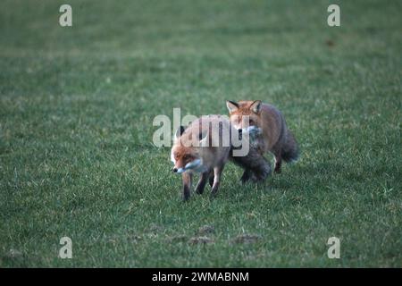 Fuchs (Vulpes vulpes) Paarungszeit, sogenannte Ranzzeit, männlich jagt Weibchen über schneefreie Wiese, Allgäu, Bayern Stockfoto