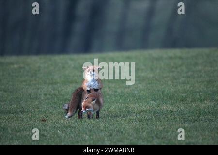 Fuchs (Vulpes vulpes) Paarungszeit, sogenannte Ranzzeit, männlich auf schneefreier Wiese, Allgäu, Bayern, Deutschland Stockfoto