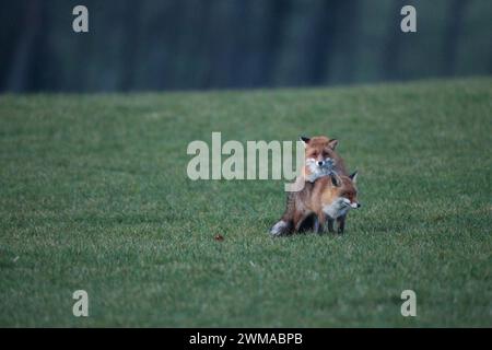 Fuchs (Vulpes vulpes) Paarungszeit, sogenannte Ranzzeit, männliche Paarung mit Weibchen auf einer schneefreien Wiese, Allgäuer, Bayern, Deutschland Stockfoto