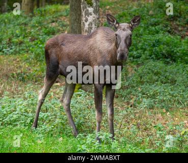 Elche (Alces alces), Kuhelchen auf einer Waldwiese, gefangen, Deutschland Stockfoto