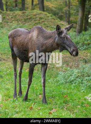 Elche (Alces alces), Kuhelchen auf einer Waldwiese, gefangen, Deutschland Stockfoto