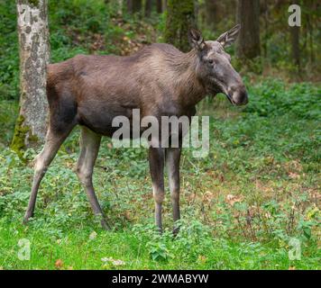 Elche (Alces alces), Kuhelchen auf einer Waldwiese, gefangen, Deutschland Stockfoto