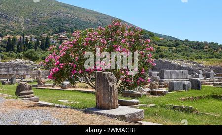 Blühender Sträucher im Vordergrund der antiken Ruinen und grünen Hügel, archäologische Stätte, altes Messene, Hauptstadt von Messinien, Messini, Peloponnes Stockfoto