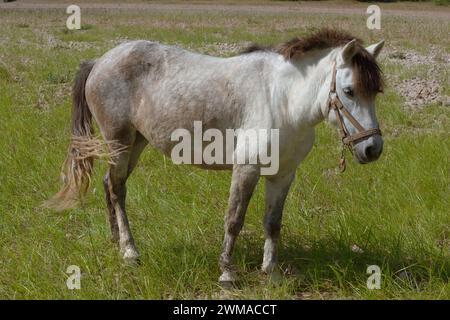Ein Pferd auf dem Gras neben dem Li-Fluss Stockfoto