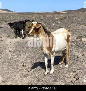 Zwei wilde Ziegen (Cabra majorera) in der Vulkanlandschaft dahinter an der Südspitze der Halbinsel Jandia, Jandia, Fuerteventura, Kanarische Inseln Stockfoto