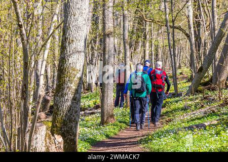 Menschen, die an einem sonnigen Frühlingstag auf einem Wanderweg in einem Laubwald spazieren gehen Stockfoto