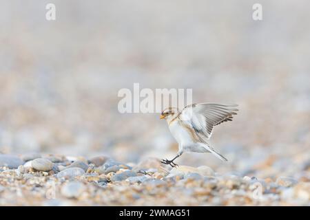 Schneepulting Plectrophenax nivalis, Wintergefieder, Erwachsenenflug, kurz vor der Landung am Kieselstrand, Suffolk, England, Februar Stockfoto