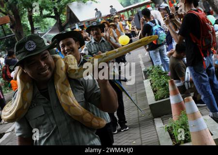 25. Februar 2024, Yogyakarta, Spezialregion Yogyakarta, Indonesien: Ein Schlangenbeschwörer trägt eine burmesische Python (Python bivittatus) während des Tierkarnevals im Gembira Loka Zoo, Yogyakarta. Der Karneval ist nicht nur ein Mittel der Unterhaltung, sondern auch ein fest, das die Botschaft der Erhaltung und Harmonie zwischen Mensch und Tier betont. (Kreditbild: © Angga Budhiyanto/ZUMA Press Wire) NUR REDAKTIONELLE VERWENDUNG! Nicht für kommerzielle ZWECKE! Stockfoto