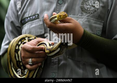 25. Februar 2024, Yogyakarta, Spezialregion von Yogyakarta, Indonesien: Ein Schlangenbeschwörer trägt während des Tierkarnevals im Gembira Loka Zoo in Yogyakarta eine Python-Schlange. Der Karneval ist nicht nur ein Mittel der Unterhaltung, sondern auch ein fest, das die Botschaft der Erhaltung und Harmonie zwischen Mensch und Tier betont. (Kreditbild: © Angga Budhiyanto/ZUMA Press Wire) NUR REDAKTIONELLE VERWENDUNG! Nicht für kommerzielle ZWECKE! Stockfoto