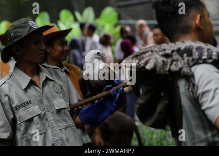 25. Februar 2024, Yogyakarta, Spezialregion Yogyakarta, Indonesien: Ein Tierpfleger trägt einen Bondol Eagle (Haliastur indus) während des Tierkarnevals im Gembira Loka Zoo, Yogyakarta. Der Karneval ist nicht nur ein Mittel der Unterhaltung, sondern auch ein fest, das die Botschaft der Erhaltung und Harmonie zwischen Mensch und Tier betont. (Kreditbild: © Angga Budhiyanto/ZUMA Press Wire) NUR REDAKTIONELLE VERWENDUNG! Nicht für kommerzielle ZWECKE! Stockfoto