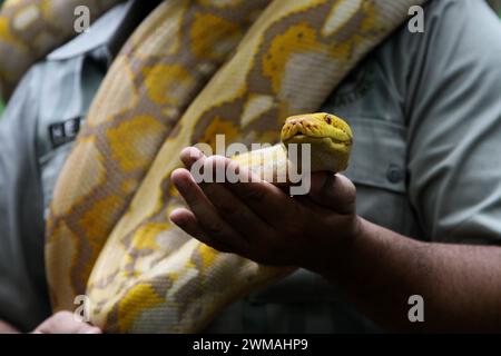 25. Februar 2024, Yogyakarta, Spezialregion Yogyakarta, Indonesien: Ein Schlangenbeschwörer trägt eine burmesische Python (Python bivittatus) während des Tierkarnevals im Gembira Loka Zoo, Yogyakarta. Der Karneval ist nicht nur ein Mittel der Unterhaltung, sondern auch ein fest, das die Botschaft der Erhaltung und Harmonie zwischen Mensch und Tier betont. (Kreditbild: © Angga Budhiyanto/ZUMA Press Wire) NUR REDAKTIONELLE VERWENDUNG! Nicht für kommerzielle ZWECKE! Stockfoto