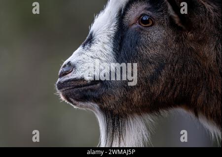 Nahaufnahme der Bezoarziege. Capra hircus Kopf. Im Freien. Stockfoto