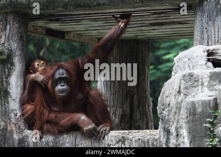 25. Februar 2024, Yogyakarta, Spezialregion Yogyakarta, Indonesien: Zwei Borneanische Orang-Utans (Pongo pygmaeus) im Gembira Loka Zoo in Yogyakarta. (Kreditbild: © Angga Budhiyanto/ZUMA Press Wire) NUR REDAKTIONELLE VERWENDUNG! Nicht für kommerzielle ZWECKE! Stockfoto