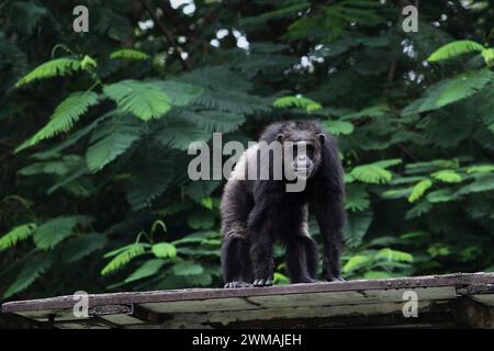 25. Februar 2024, Yogyakarta, Spezialregion Yogyakarta, Indonesien: Ein Schimpanse (Pan troglodytes) im Gembira Loka Zoo, Yogyakarta. (Kreditbild: © Angga Budhiyanto/ZUMA Press Wire) NUR REDAKTIONELLE VERWENDUNG! Nicht für kommerzielle ZWECKE! Stockfoto