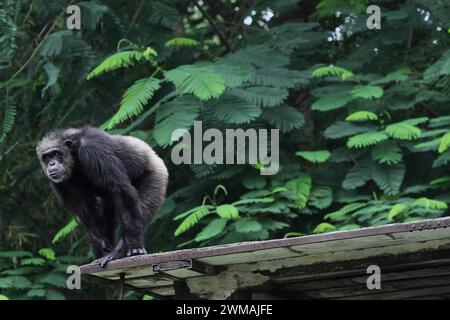 25. Februar 2024, Yogyakarta, Spezialregion Yogyakarta, Indonesien: Ein Schimpanse (Pan troglodytes) im Gembira Loka Zoo, Yogyakarta. (Kreditbild: © Angga Budhiyanto/ZUMA Press Wire) NUR REDAKTIONELLE VERWENDUNG! Nicht für kommerzielle ZWECKE! Stockfoto