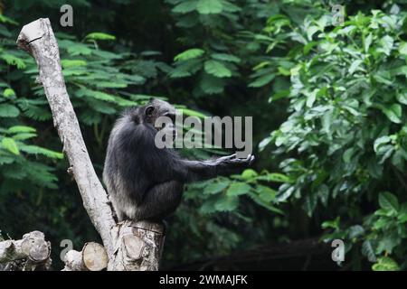 25. Februar 2024, Yogyakarta, Spezialregion Yogyakarta, Indonesien: Ein Schimpanse (Pan troglodytes) im Gembira Loka Zoo, Yogyakarta. (Kreditbild: © Angga Budhiyanto/ZUMA Press Wire) NUR REDAKTIONELLE VERWENDUNG! Nicht für kommerzielle ZWECKE! Stockfoto