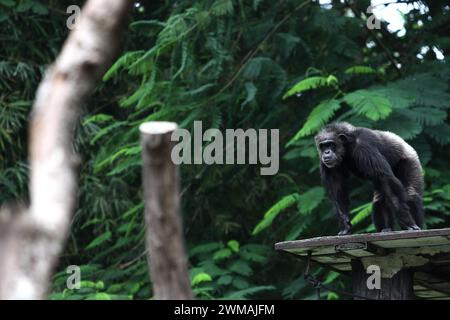 25. Februar 2024, Yogyakarta, Spezialregion Yogyakarta, Indonesien: Ein Schimpanse (Pan troglodytes) im Gembira Loka Zoo, Yogyakarta. (Kreditbild: © Angga Budhiyanto/ZUMA Press Wire) NUR REDAKTIONELLE VERWENDUNG! Nicht für kommerzielle ZWECKE! Stockfoto