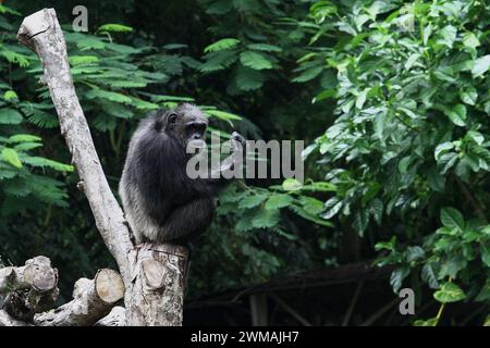 25. Februar 2024, Yogyakarta, Spezialregion Yogyakarta, Indonesien: Ein Schimpanse (Pan troglodytes) im Gembira Loka Zoo, Yogyakarta. (Kreditbild: © Angga Budhiyanto/ZUMA Press Wire) NUR REDAKTIONELLE VERWENDUNG! Nicht für kommerzielle ZWECKE! Stockfoto