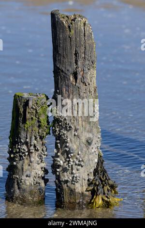 acorn Barnacles bzw. Semibalanus balanoides bei hölzernen Groyne, Nordsee, Deutschland Stockfoto